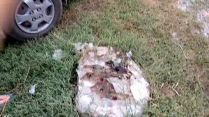 Уничтожение пня аммиачной селитрой