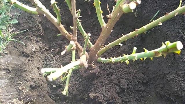 Посадка розы Шопен. смотреть онлайн