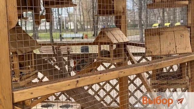 Алтайские белки-телеутки в городском парке Салавата смотреть онлайн