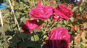 Фальстаф - английская роза.