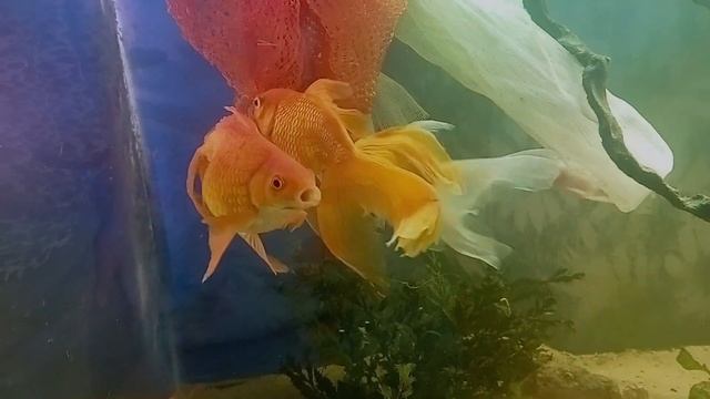 нерест goldfish (только без рук?) смотреть онлайн