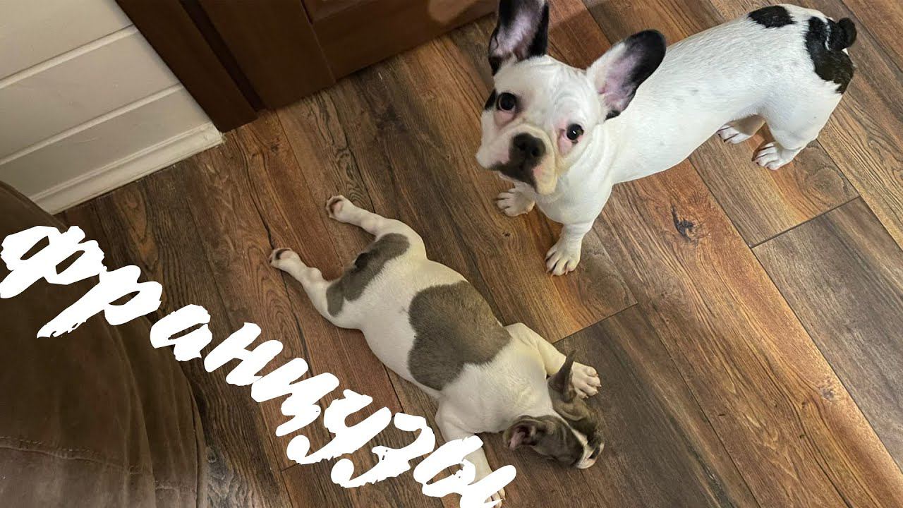 ФРАНЦУЗСКИЕ БУЛЬДОГИ БИБА И ПОЛЬ ДИЖОН МАРСЕЛЬ(ЖОРА)