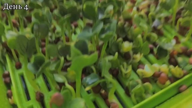 ?Выращиваю микрозелень дома? Как вырастить зелень пхпхпх;) смотреть онлайн