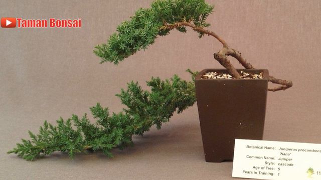 INSPIRASI BONSAI GAYA AIR TERJUN || CASCADE BONSAI INSPIRATIONS смотреть онлайн