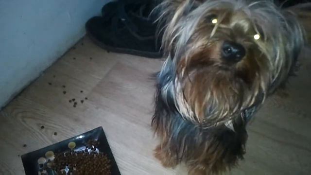 С соусом корм вкуснее смотреть онлайн