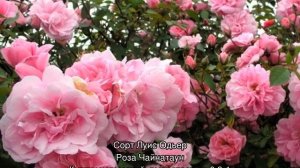 Парковая роза: посадка и уход в открытом грунте