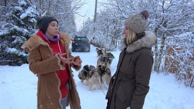 Хаски питомник СПб HuskyBeat | катание на собачьих упряжках | #Авиамания смотреть онлайн