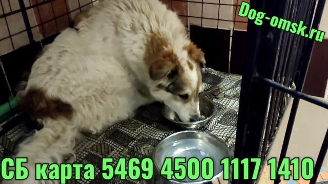 Большая беда с ДАФНИ смотреть онлайн