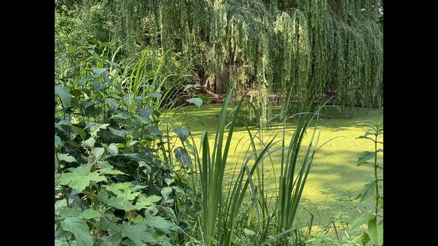 Swamp Blues Slide Guitar Fender Telecaster Japan 90s + Fender Deluxe Reverb Amp смотреть онлайн