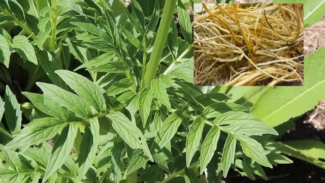 Valériane son identification et ses propriétés: #plantesmedicinales #herboristerie смотреть онлайн