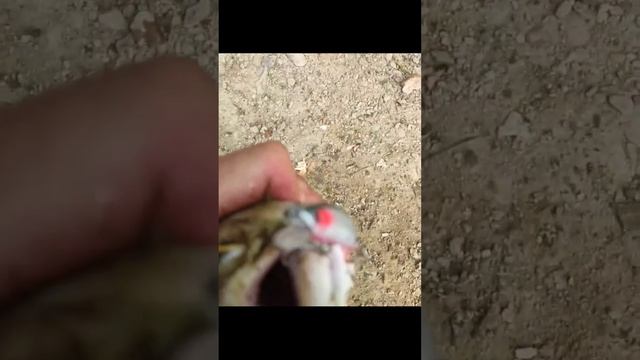 Ловля горбуши на воблер 55 мм (6,2 гр) от Mr. Musurok #shorts