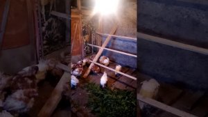 куры, содержание уход