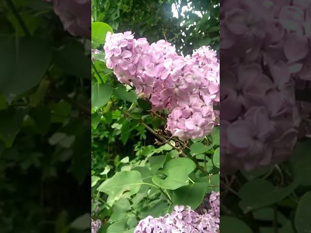 Сирень смотреть онлайн