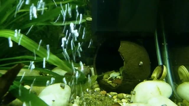 Аквариум с рыбами и улитками #zemlianasha смотреть онлайн