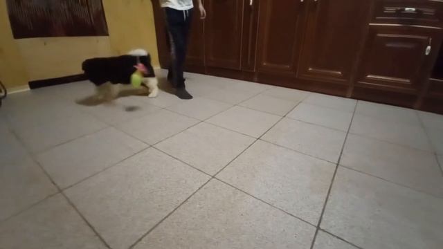 Милый щенок Американской Акиты смотреть онлайн