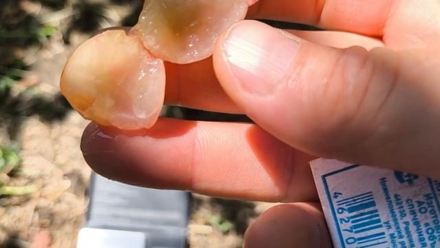 Гламур виноград селекции Калугина В.М. сигнальное плодоношение смотреть онлайн