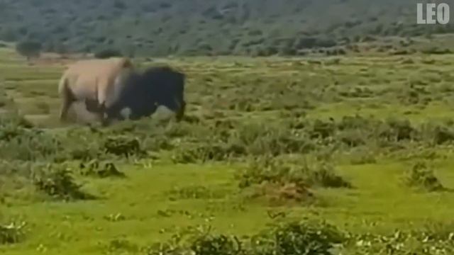 Схватка до Последнего! Сумасшедшие Битвы Животных, Снятые на Камеру смотреть онлайн