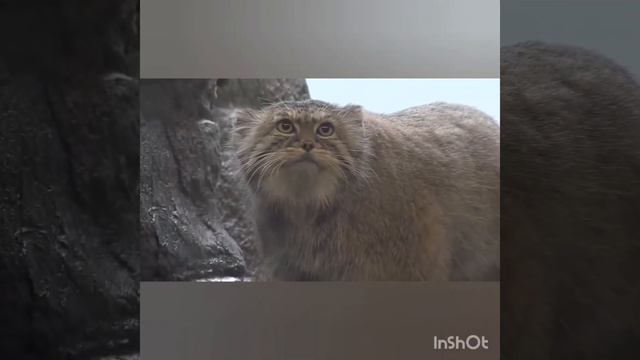 «Я - Проводник в мир Экологии» 3 место (младшие отряды) 12 отряд! смотреть онлайн