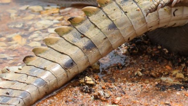 Кто может сожрать крокодила?! смотреть онлайн