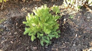 Хвойные растения. Первый год после посадки хвойного ?Ответы на вопросы