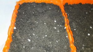 СЕЮ НЕОБЫЧНЫЙ КРАСИВЫЙ МНОГОЛЕТНИК. ПРОСТРЕЛ ИЛИ СОН-ТРАВА.ВЫРАЩИВАНИЕ РАССАДНЫМ СПОСОБОМ .