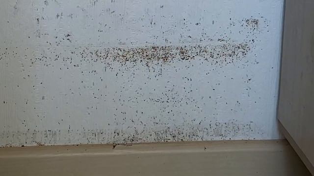 Тараканы в квартире,Москва. #тараканы #квартира #дом #москва #россия #мир #дезинсекция смотреть онлайн