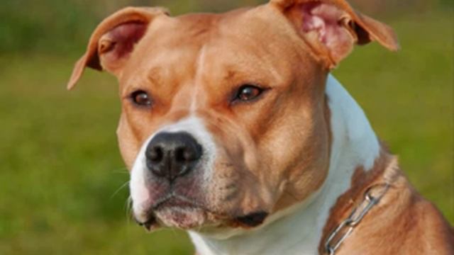 Все породы собак.Американский стаффордширский терьер (American Staffordshire Terrier) смотреть онлайн