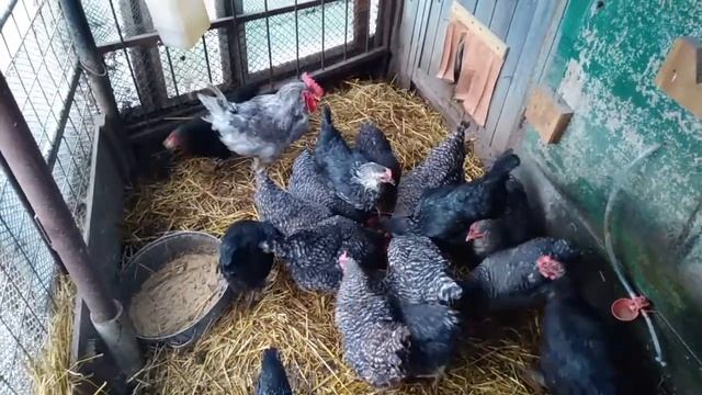 Как несутся куры Доминанты после линьки. смотреть онлайн
