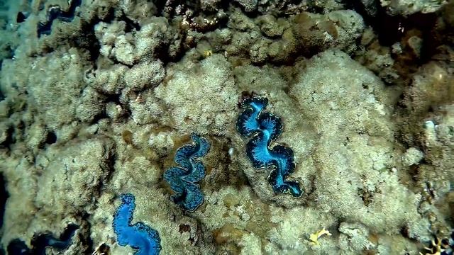 Tridacna, Тридакна смотреть онлайн