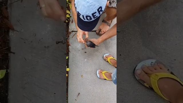 Спасаем упавшего из гнезда птенца в Майами смотреть онлайн
