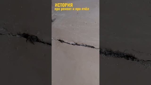 Пчёлы проникли в дом сквозь щель в полу.