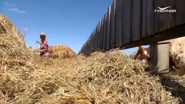 Где пасутся коровы-бодибилдеры. Агрокурьер смотреть онлайн