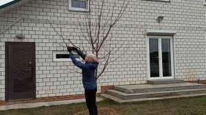 Вишня Шпанка -обрезка осенью /Правила обрезки вишни