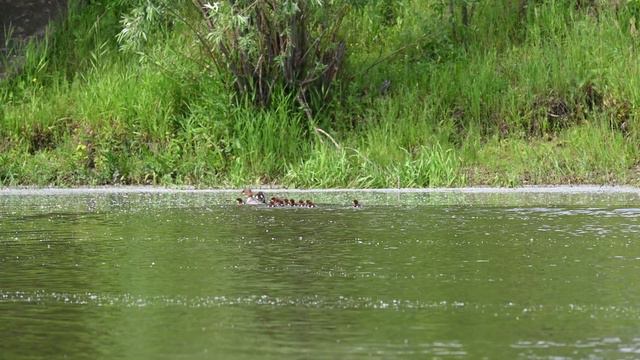 DSC_1523 смотреть онлайн