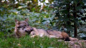 Девочка подкармливала дикого волка, думая что это собака и однажды он пришел за ней