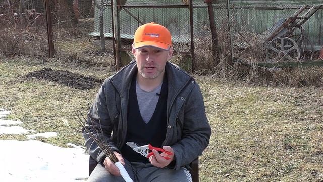 Прививка деревьев. Лучшее время для выполнения прививки в Подмосковье смотреть онлайн