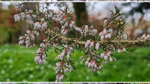 Mount Usher Garden смотреть онлайн