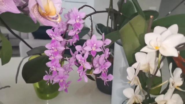 Цветение розовых орхидей в мае 2022г. Пелорики. Пинк Дрим, Эквестрис, Пират Пикоти и др. смотреть онлайн