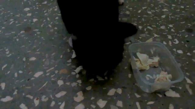 КОШКА НАПАДАЕТ НА РЕБЕНКА поцарапала ЕГОРА наш ответ ХАБАРОВСКИМ ЖИВОДЕРКАМ кормим бездомную КОШКУ смотреть онлайн