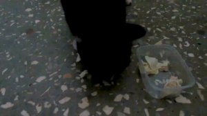 КОШКА НАПАДАЕТ НА РЕБЕНКА поцарапала ЕГОРА наш ответ ХАБАРОВСКИМ ЖИВОДЕРКАМ кормим бездомную КОШКУ