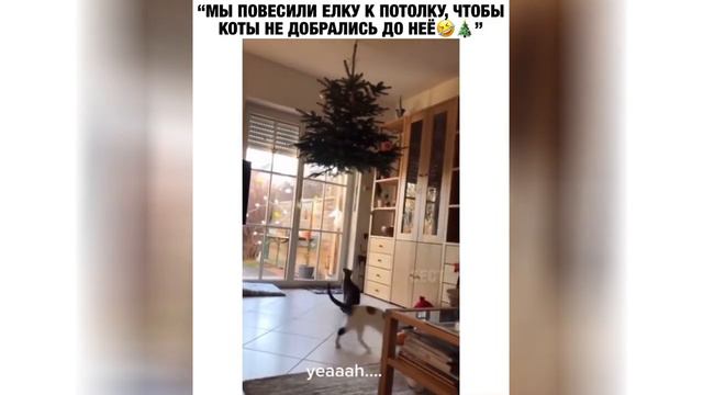 кот и елка смотреть онлайн