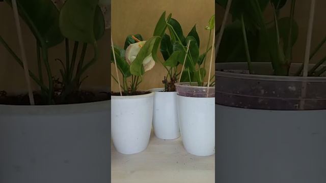 Простой способ проверить влажность грунта. смотреть онлайн