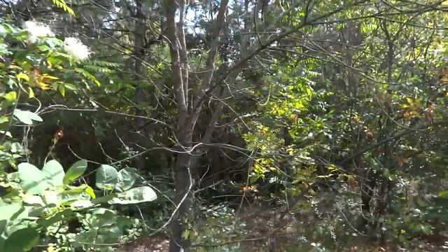 В Лес по грибы. Первый Выход За Грибами в Этом Году. #AM_Video_2018 смотреть онлайн