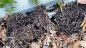 Крупнолистные гортензии весной в средней полосе России