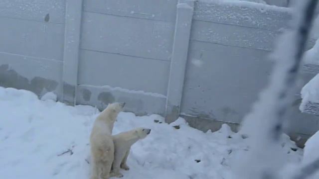 Белые медведи смотреть онлайн