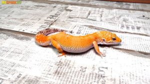 Эублефар, стоит ли покупать ребенку?!