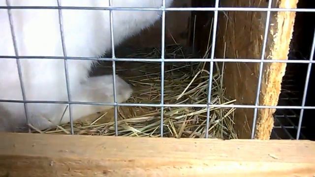 Ночной дозор ночной обзор 22 07 20 Малыши , черный абрикос ... . смотреть онлайн