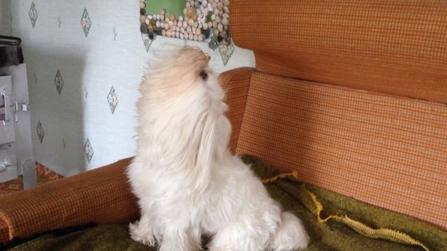 Поющий мальтезе смотреть онлайн