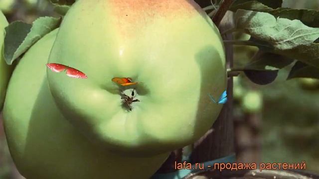 Яблоня обыкновенная Мартовское (malus martovskoe) ? обзор: как сажать, саженцы яблони Мартовское смотреть онлайн