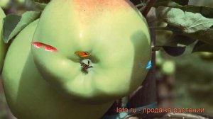 Яблоня обыкновенная Мартовское (malus martovskoe) ? обзор: как сажать, саженцы яблони Мартовское